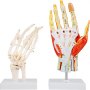 VEVOR Modelo Anatómico de Mano de Tamaño Natural 25x12 cm Modelo del Esqueleto de Mano 7 Partes Extraíbles Modelo de Músculos de Mano PVC Montaje de Imán con Base para Educación Médica o Referencia