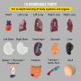 Modelo de anatomía humana VEVOR de 15 partes que muestra órganos extraíbles como corazón, pulmones, cerebro, hígado y cráneo.