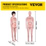 Especificaciones del producto maniquí de enfermería VEVOR, 65 pulgadas de alto, 7,9 pulgadas y 19,7 pulgadas de ancho.