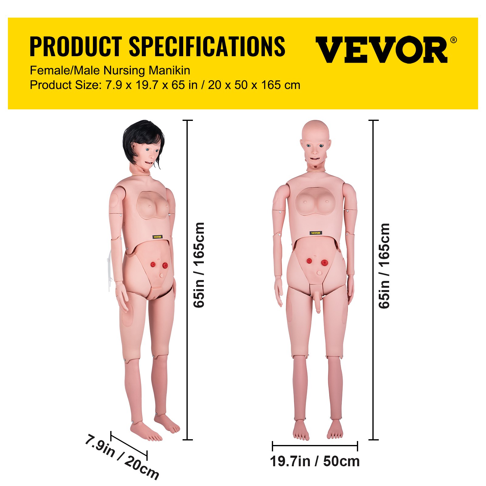 Especificaciones del producto maniquí de enfermería VEVOR, 65 pulgadas de alto, 7,9 pulgadas y 19,7 pulgadas de ancho.