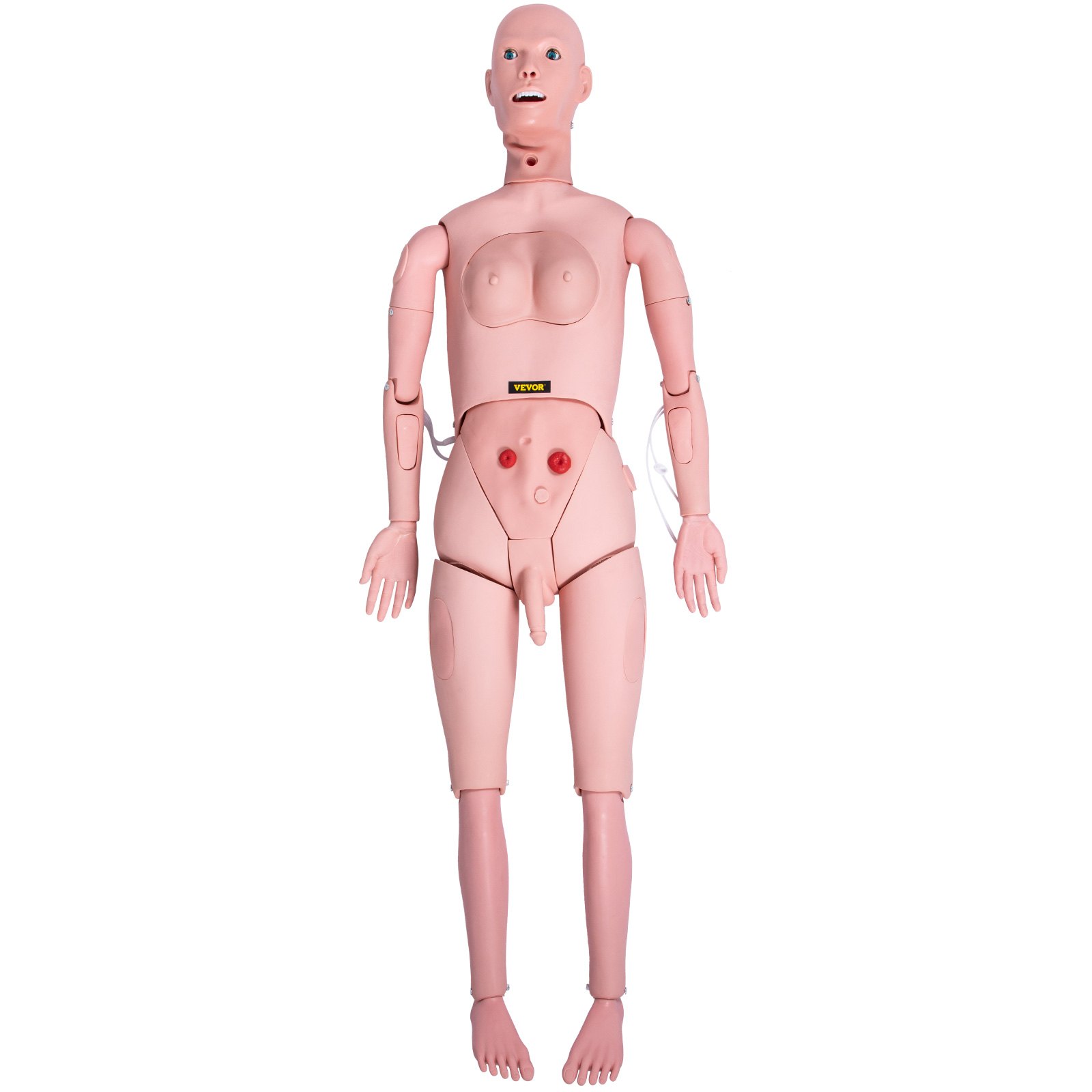 Maniquí de enfermería VEVOR con características anatómicas visibles para formación y educación.