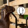 Cabra marrón asegurada al soporte de recorte de ganado VEVOR, fondo de valla de madera.