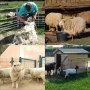 Granjas de cabras y ovejas con puesto de esquileo de ganado VEVOR.