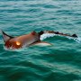 VEVOR - Juguete de control remoto con forma de mantarraya, robot de alta simulación de 2,4 GHz con luz, 2 baterías recargables, para piscina, bañera o lago, juguete de barco RC para nadar para niños y niñas de más de 6 años