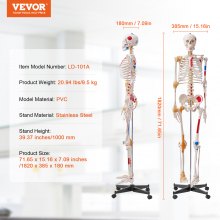 VEVOR Modèle Anatomique du Squelette Humain 182 cm de Haut Squelette Humain Anatomique avec Marquage des Muscles Modèle d'Enseignement Détaillé en PVC avec Support en Inox Stable Médecine Recherches