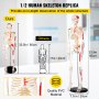 VEVOR Modèle Anatomique du Squelette Humain 85 cm Haut Squelette Humain Anatomique Semi-Taille avec Marquage des Muscles Modèle d'Enseignement Squelette Détaillé PVC Support Stable Médecine Recherches