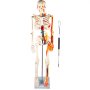 VEVOR Modèle Anatomique du Squelette Humain 85 cm Haut Squelette Humain Anatomique Semi-Taille avec Nerfs et Veines Modèle d'Enseignement Squelette Détaillé en PVC Support Stable Médecine Recherches