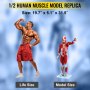 VEVOR Figure Musculaire Humaine, Modèle d'Anatomie Musculaire en 27 Parties, Modèle de Muscle et d'Organe Humain Demi-Taille, Modèle Musculaire avec Support, Modèle de Système Musculaire avec Organes