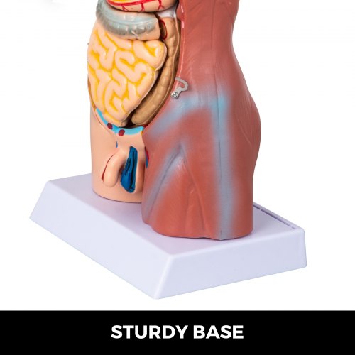 Modèle De Torse Humain Anatomique VEVOR - 45,5 Cm Avec 23 Parties Détachables - Neuf