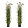 2 pezzi - 149,9 cm - Erba Equiseto