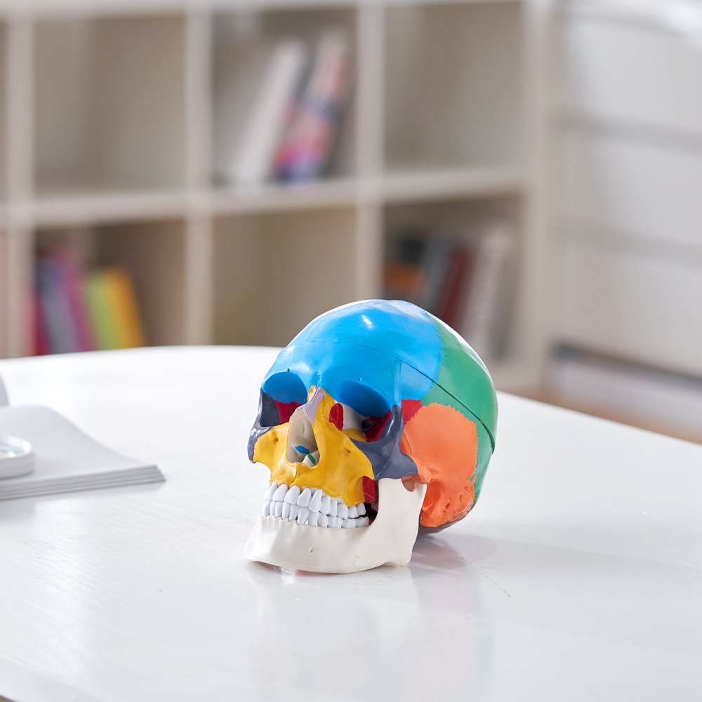 VEVOR Modello Anatomico di Cranio Umano, Cervello Umano Modello per Cranio 3 Pezzi, Modello di Cranio Anatomico, Cranio Anatomico in PVC, Modello di Cranio per Apprendimento Rimovibile per Anatomia