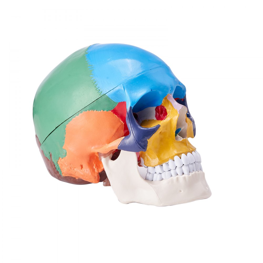 VEVOR Modello Anatomico di Cranio Umano, Modello per Anatomia del Cranio Umano in 3 Pezzi, Modello di Cranio Anatomico, Modello di Cranio Anatomico in PVC, Modello per Apprendimento Staccabile