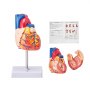 VEVOR Modello Anatomico di Cuore Umano, 2 Parti 1:1, Modello Anatomico di Cuore Numerato con Strutture Anatomicamente Corrette, Design Magnetico, Tenuti Insieme su Base Espositiva, Parti Staccabili