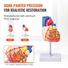 VEVOR Modello Anatomico di Cuore Umano, 2 Parti 1:1, Modello Anatomico di Cuore Numerato con Strutture Anatomicamente Corrette, Design Magnetico, Tenuti Insieme su Base Espositiva, Parti Staccabili