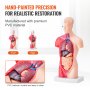 VEVOR Modello di Corpo Umano, 15 Pezzi 28 cm, Modello di Anatomia del Torso Umano Modello di Scheletro Anatomico con Organi Rimovibili, Modello Didattico Educativo per Insegnamento Anatomico