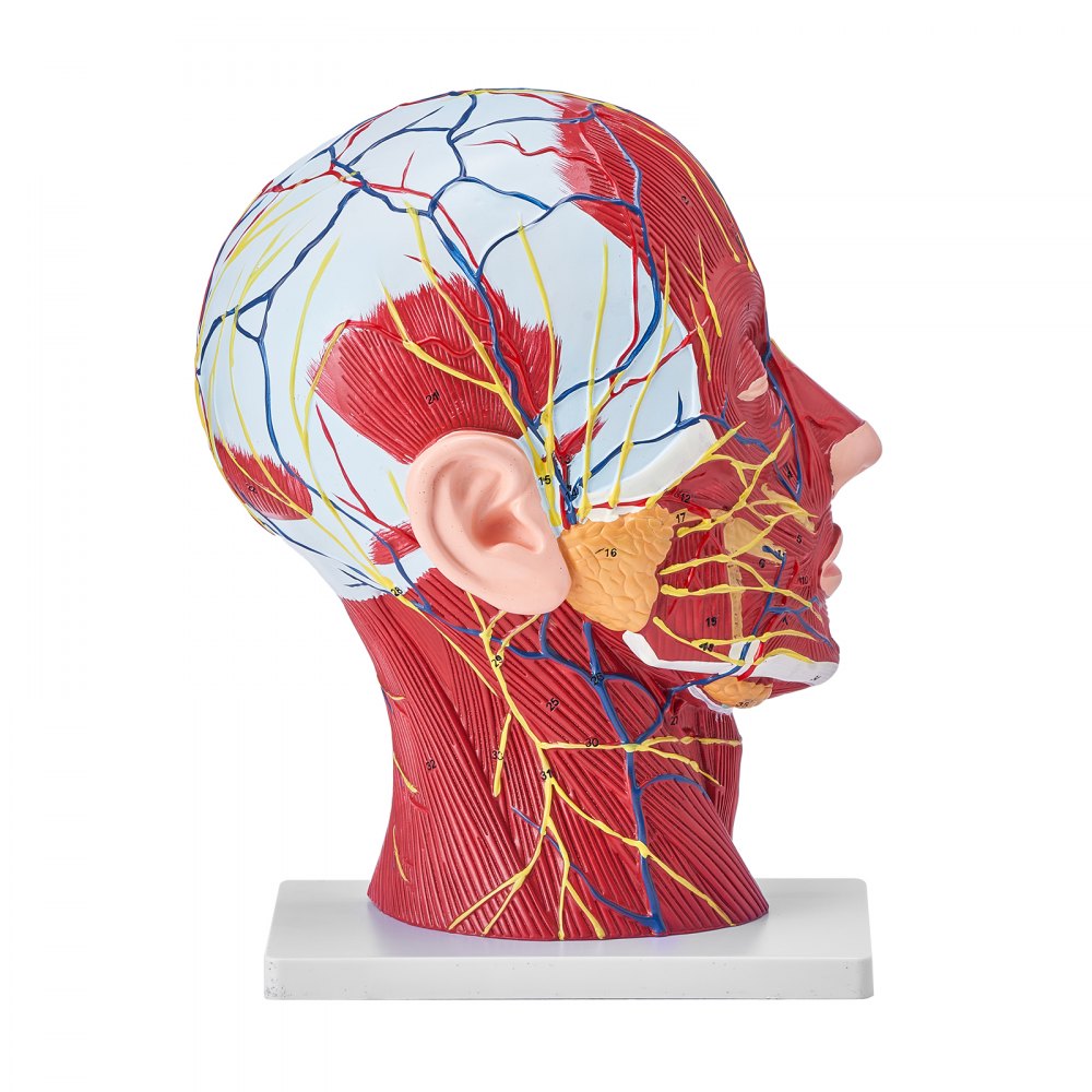 VEVOR Modello Anatomico di Sezione di Testa Collo Umano 1:1 in PVC, Modello Cranio Cervello Modello Neurovascolare Superficiale per l'Apprendimento Display Educativo per l'Anatomia dei Bambini