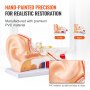 VEVOR Modello Anatomia 3D dell'Orecchio Umano, 3 Parti, Modello di Orecchio Umano Ingrandito 5 Volte, Orecchio Esterno, Medio, Interno con Base, Modello di Orecchio Anatomico in PVC per Insegnamento