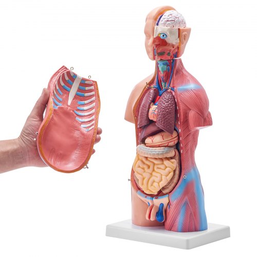 Diagramma Dei Muscoli Del Corpo Umano Per Bambini Anatomia Funzionale Diagramma Dei Muscoli Del Corpo Umano Per Bambini Anatomia Funzionale