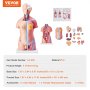 VEVOR Modello Anatomico di Corpo Umano, 23 Pezzi 455mm, Modello di Anatomia del Torso Umano, Modello di Scheletro Anatomico Unisex con Organi Rimovibili, Modello Didattico Educativo per Anatomia