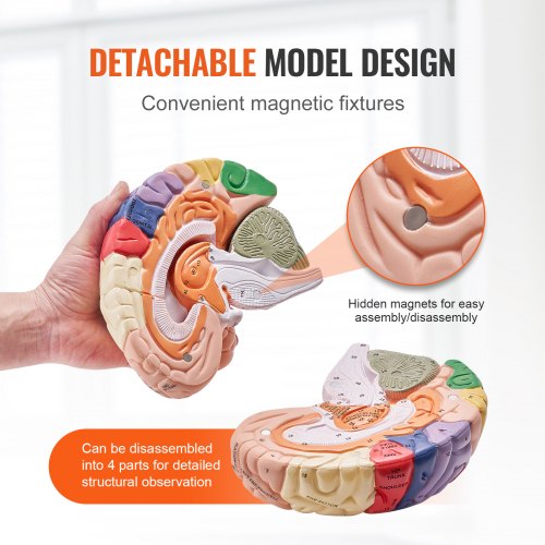 Modello Anatomico 3D Del Cervello Umano Per Studenti Di Medicina Isolato Su Uno Sfondo Colorato Resa Creatività Intelligenza Idea 158171417 Modello Anatomico 3D Del Cervello Umano Per Studenti Di Medicina Isolato Su Uno Sfondo Colorato Resa Creatività Intelligenza Idea 158171417