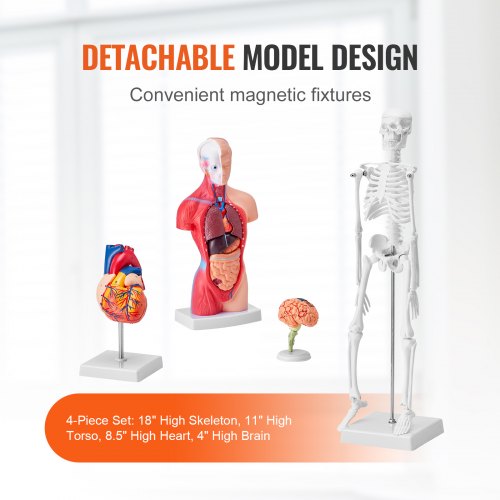 Modello Torso Umano Unisex 45 Cm – 23 Parti Smontabili, Organi E Scheletro, Cuore E Cervello, Modello Anatomico Per Studio E Insegnamento - 2