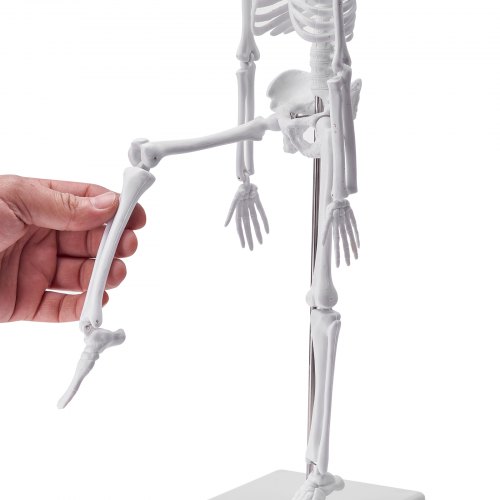Modello anatomico 3D Modelli di cuore umano, busto e scheletro Kit di apprendimento per bambini 3 pezzi Strumenti pratici per lo studio del modello anatomico per studenti di anatomia e fisiologia