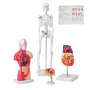 VEVOR Modello Anatomico Umano Set 4 Pezzi Cervello Cuore Torso e Scheletro, Modello di Anatomia per Insegnamento in PVC Parti Staccabili per Formazione Medica Presentazione Ospedale Scolastico