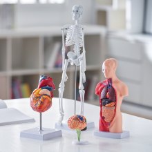 VEVOR Modello Anatomico Umano Set 4 Pezzi Cervello Cuore Torso e Scheletro, Modello di Anatomia per Insegnamento in PVC Parti Staccabili per Formazione Medica Presentazione Ospedale Scolastico