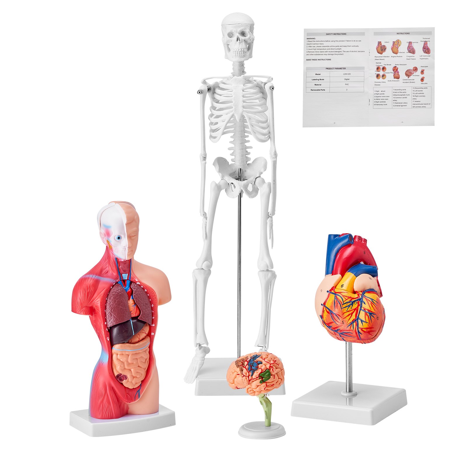 VEVOR Modello Anatomico Umano Set 4 Pezzi Cervello Cuore Torso e Scheletro, Modello di Anatomia per Insegnamento in PVC Parti Staccabili per Formazione Medica Presentazione Ospedale Scolastico