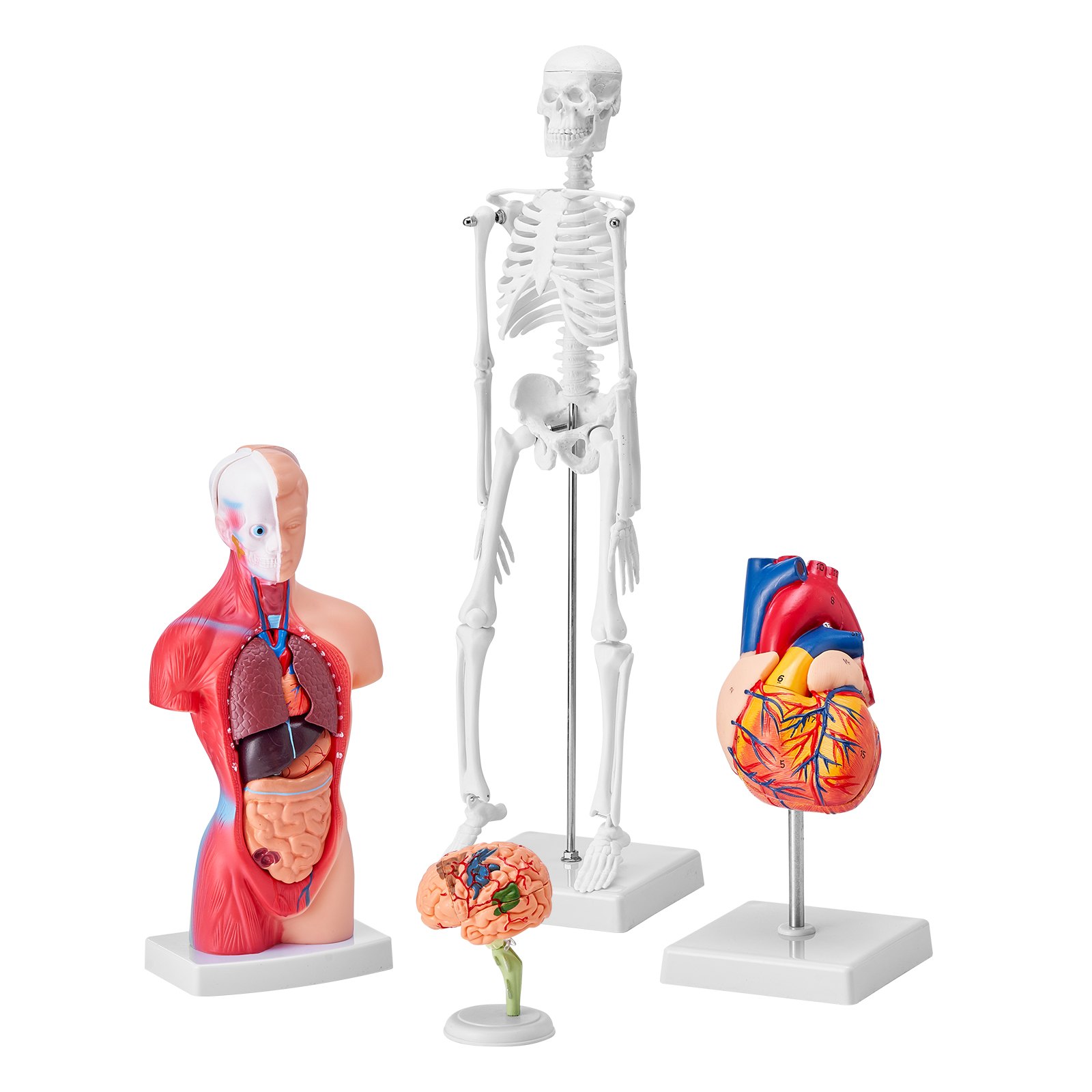 VEVOR Modello Anatomico Umano Set 4 Pezzi Cervello Cuore Torso e Scheletro, Modello di Anatomia per Insegnamento in PVC Parti Staccabili per Formazione Medica Presentazione Ospedale Scolastico