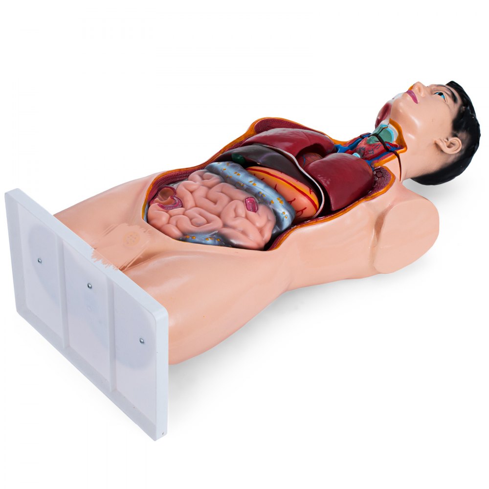VEVOR Modellino Anatomico Torso Umano 19 Parti Modello Umano Tronco in PVC Materiale 85 Centimetri Alto Umana Anatomia Modello per L'insegnamento e L'apprendimento