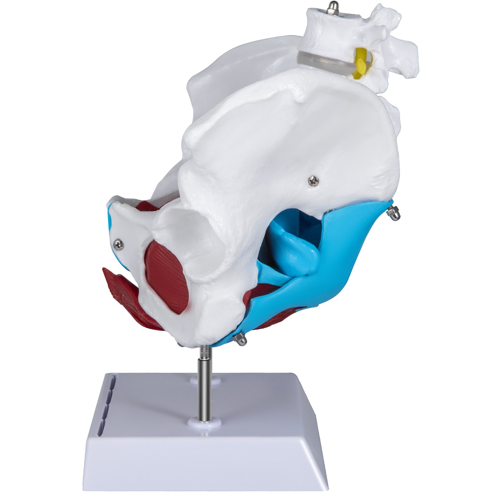 VEVOR Modello Anatomico di Scheletro di Bacino, 20x15x20 cm Modello Anatomico con i Muscoli del Pavimento Pelvico, Modello Pelvico Bacino Femminile in PVC di Alta Qualità, con 4 Parti Rimovibili