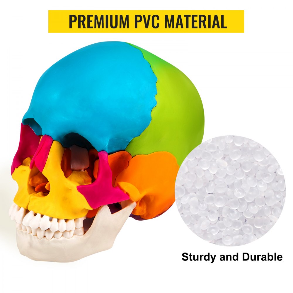 VEVOR Modello Anatomico di Cranio 22 Parti Anatomia Medico Modello 1: 1 Colorato
