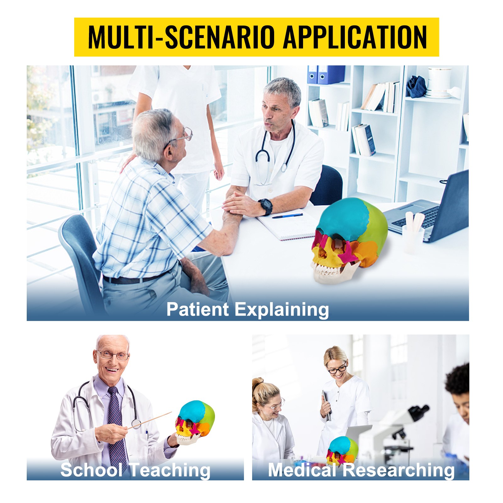 VEVOR Modello Anatomico di Cranio 22 Parti Anatomia Medico Modello 1: 1 Colorato