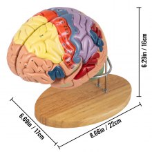 VEVOR Modello Cervello Umano, 4 Parti Struttura Medicina Anatomia Umana Anatomico, Anatomia Umana Anatomica del Cervello con Codice Colore, Modello Anatomico del Cervello Umano in PVC, Base in Legno