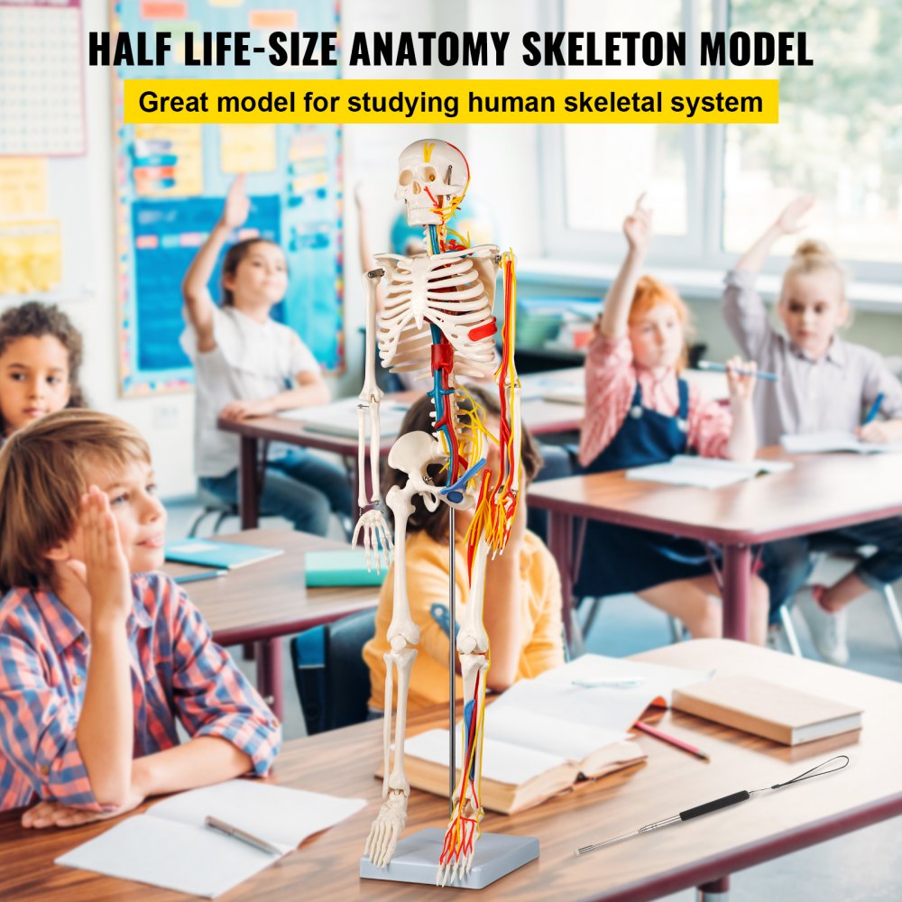 VEVOR VEVOR Modello di Scheletro Umano 20x20x85cm, Modello Anatomico di  Scheletro con Nervi e Vasi Sanguigni Visibili, Scheletro Anatomico Adatto  per l'Insegnamento scolastico, lo studio dell'anatomia Ecc.