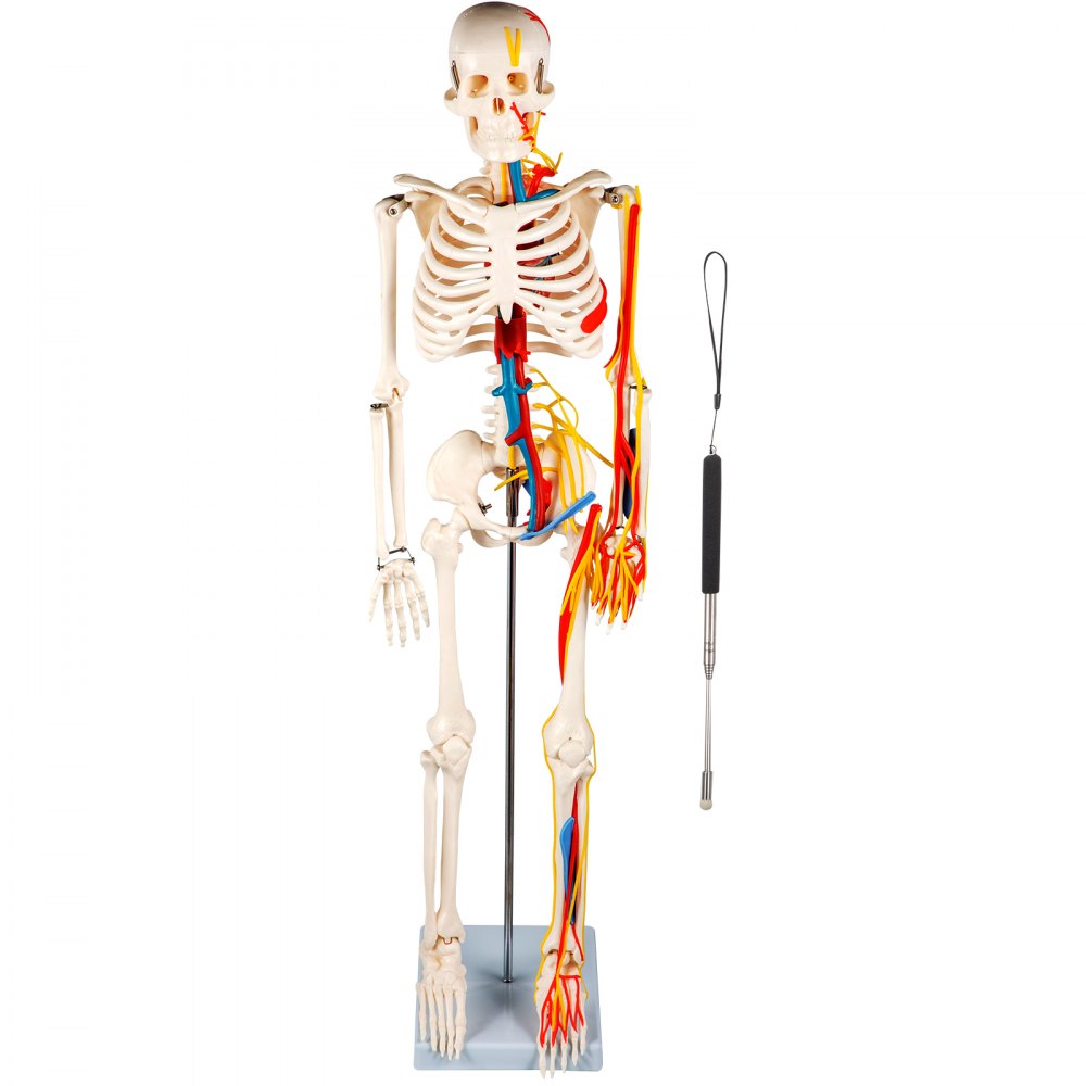 VEVOR Modello di Scheletro Umano 20x20x85cm, Modello Anatomico di Scheletro  con Nervi e Vasi Sanguigni Visibili, Scheletro Anatomico Adatto per