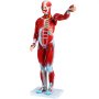 VEVOR Figura muscolare umana 27 parti Modello di anatomia muscolare Modello a grandezza naturale 1/2