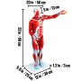 VEVOR Figura muscolare umana 27 parti Modello di anatomia muscolare Modello a grandezza naturale 1/2
