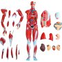 VEVOR Figura muscolare umana 27 parti Modello di anatomia muscolare Modello a grandezza naturale 1/2
