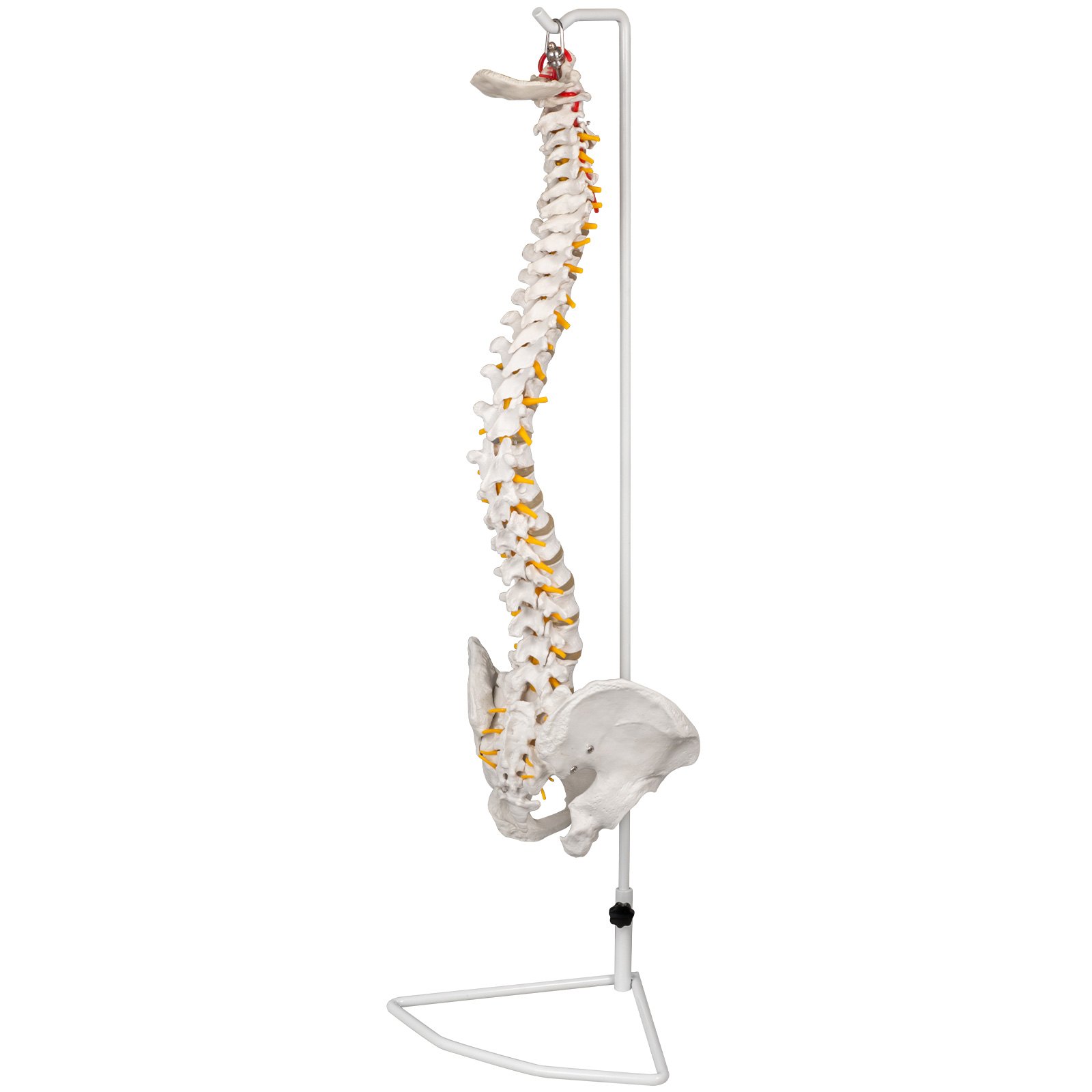 Modello Anatomico Di Colonna Vertebrale 85cm Medico Educativo Grandezza Naturale