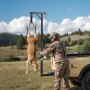 VEVOR Argano per Selvaggina, Carico di 136 kg, Argano per Caccia al Cervo con Ricevitore da 50,8 mm, Albero Girevole a 360 Gradi e Altezza Regolabile, Include Verricello a Padiglione per Scuoiare