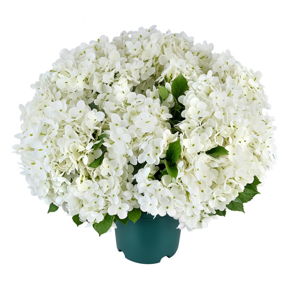 VEVOR Ortensie Artificiali in Vaso 508 mm, Set da 2, Fiori Finti da Esterno, Fiori Artificiali Bianchi in Seta e PE, con Vaso per Veranda, Patio, Ingresso, Casa, Interni ed Esterni, Pronte da Esporre
