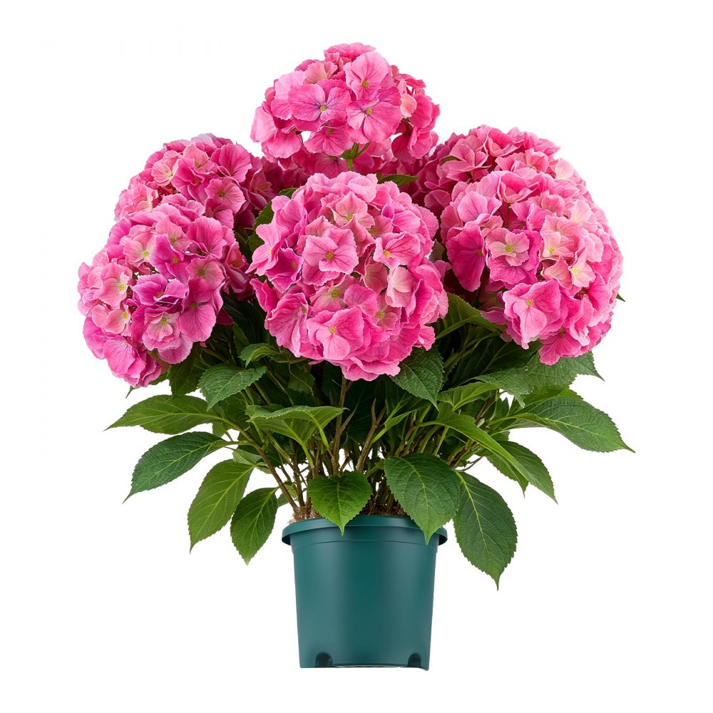 VEVOR Ortensie Artificiali in Vaso 711 mm, Set da 2 Fiorni Finti da Esterno, Fiori Artificiali Rosa in Seta e PE, con Vaso per Veranda, Patio, Ingresso, Casa, Interni ed Esterni, Pronte da Esporre
