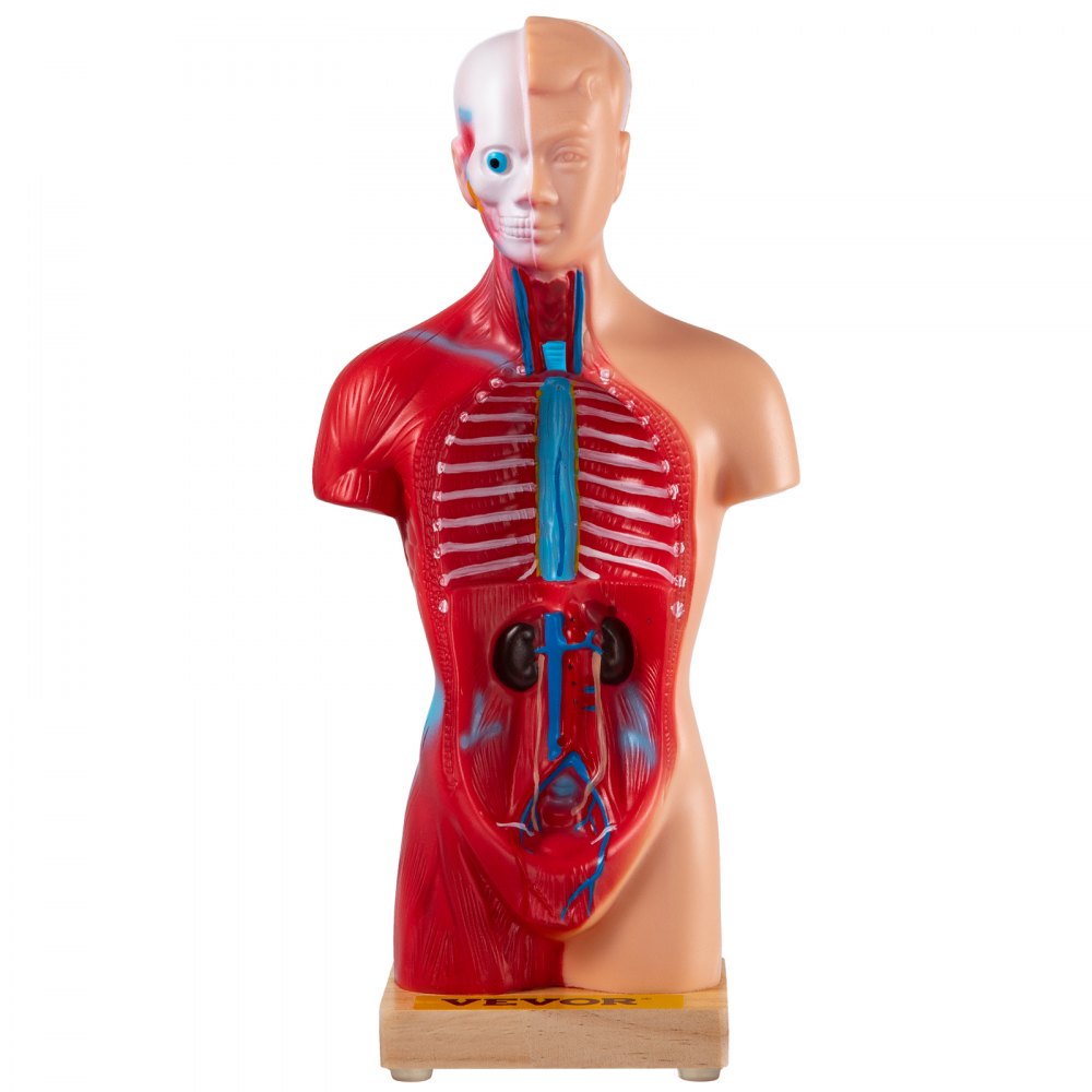 VEVOR Modello Anatomico del Corpo del Busto Umano in PVC Modello del Tronco Umano da 8 x 14 x 28 cm a 15 Pezzi, per l'Insegnamento, l'Apprendimento e la Ricerca in Laboratori, Scuole, Università, ecc.
