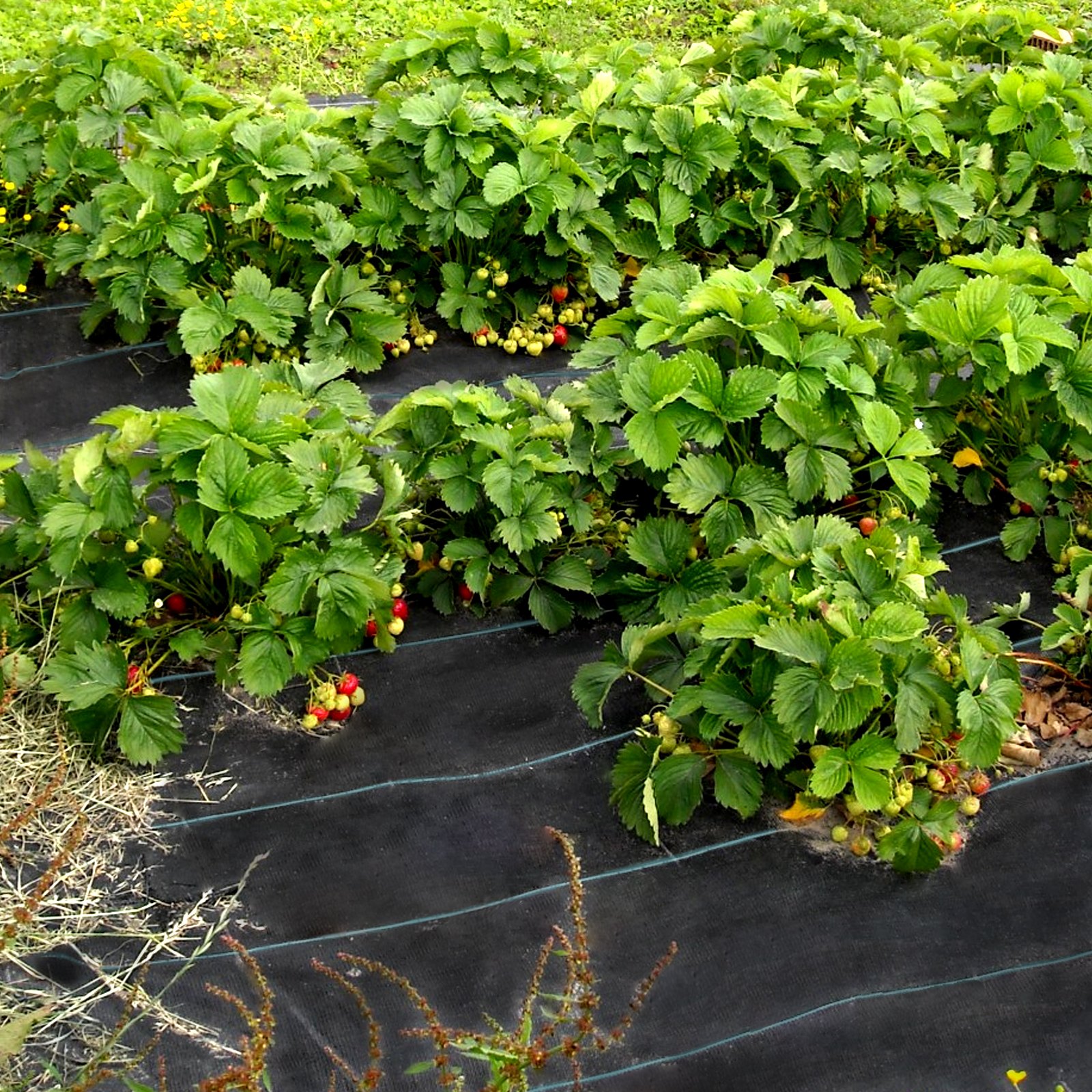 VEVOR Copertura Resistente alle Infestanti, Tessute in PP, 91,4 x 1,83 m Telo da Giardino in Tessuto 11,7kg, Copertura a Terra, Tessuta Copertura da Giardino