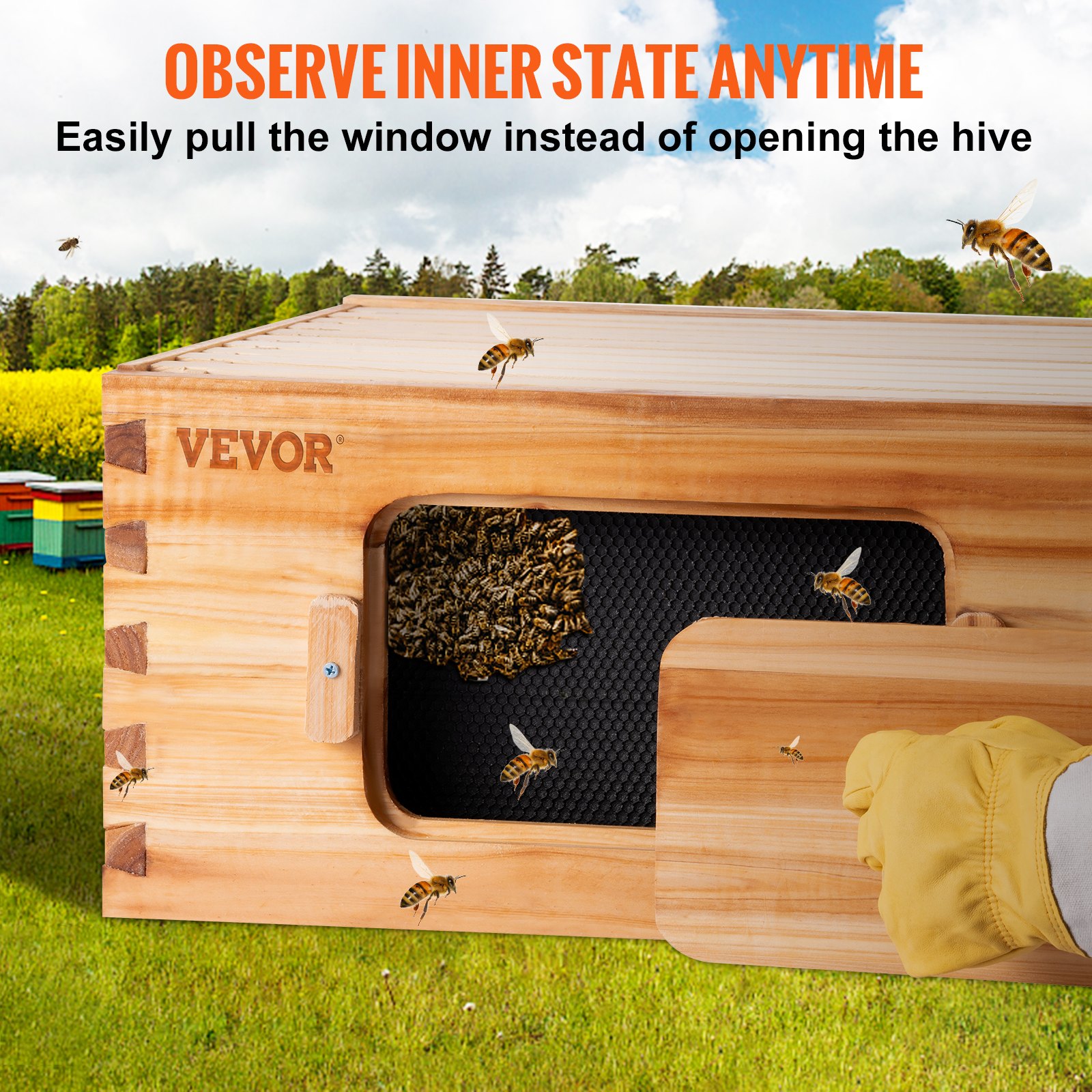 Kit de caja colmena VEVOR con ventana de observación para facilitar el control de las abejas, colmena de madera en un exuberante campo verde.