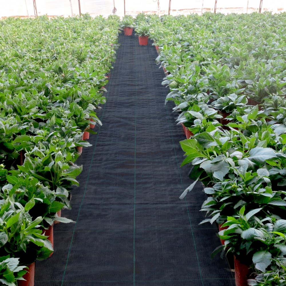 Tela protectora contra malas hierbas para jardín VEVOR en invernadero con plantas verdes en macetas.
