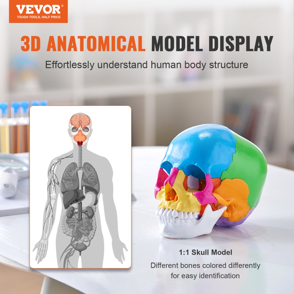 Modelo de cráneo humano VEVOR con huesos coloreados para educación anatómica en un escritorio con diagrama de visualización 3D.
