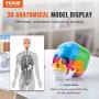Modelo de cráneo humano VEVOR con huesos coloreados para educación anatómica en un escritorio con diagrama de visualización 3D.